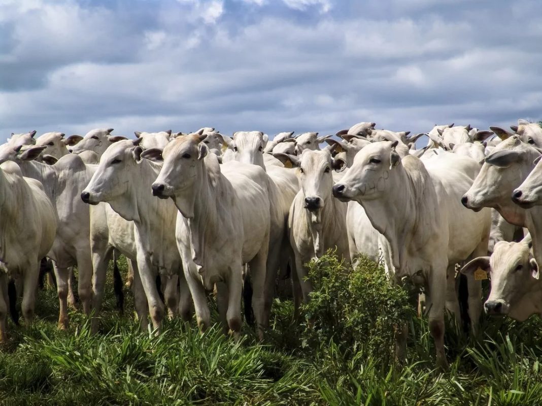 “Quando o calcário começa a fazer o efeito desejado temos condição de elevar a lotação animal do pasto.'