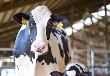 Produtor rural já pode preencher e encaminhar Declaração de Rebanho 2025