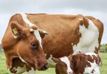 Leilões em Alta: Genética e investimento movimentam a Pecuária