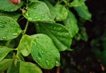 Mudanças climáticas ameaçam a agricultura brasileira: doenças em lavouras devem se agravar até o fim do século