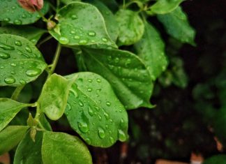 Mudanças climáticas ameaçam a agricultura brasileira: doenças em lavouras devem se agravar até o fim do século